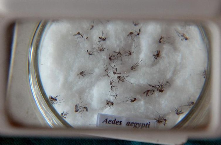 Minas Gerais responde por um em cada três casos de dengue no país