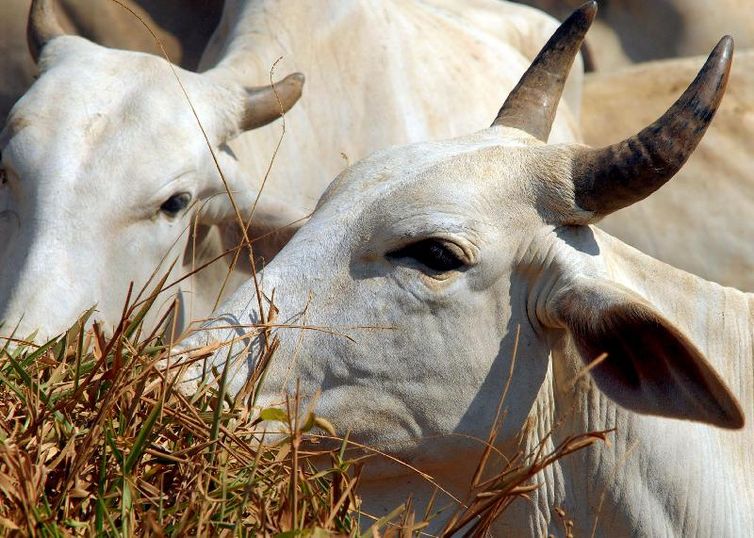 Brasil regula abate e processamento de animais para mercado religioso