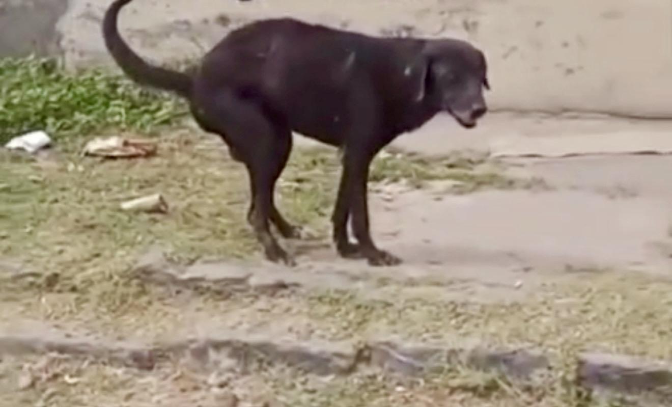 Paraíba: Cachorro agoniza há vários dias na rua da prefeita de Cajazeiras e nada é feito pela gestão para ajudá-lo; vídeos