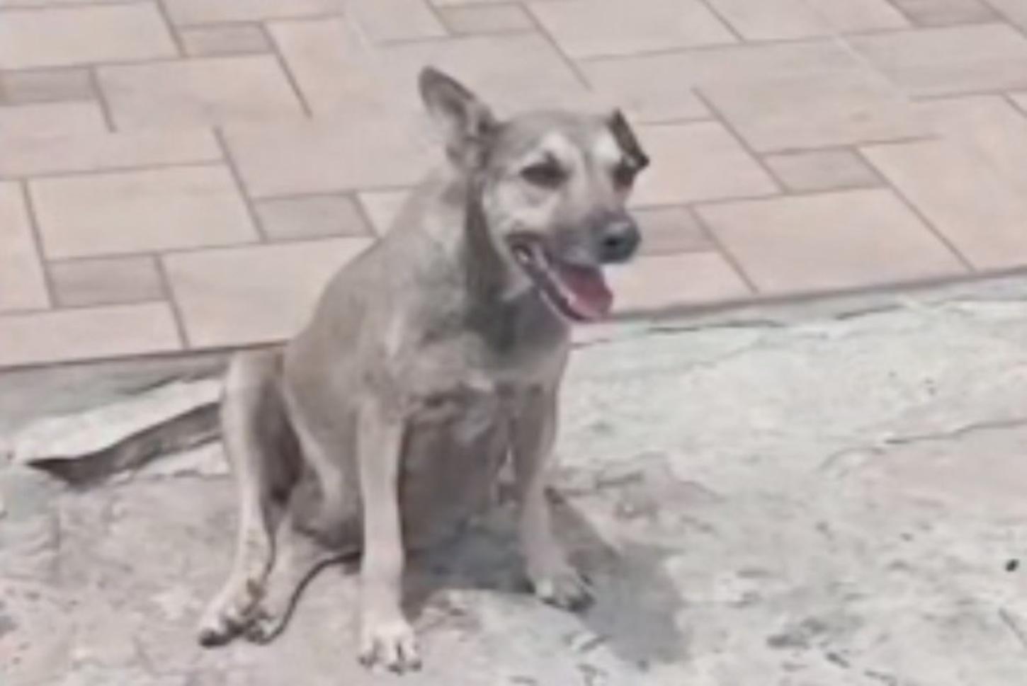 Descaso com a causa animal: cachorrinha em trabalho de parto morre na rua sem ajuda do Poder Público Municipal de Cajazeiras-PB; vídeo