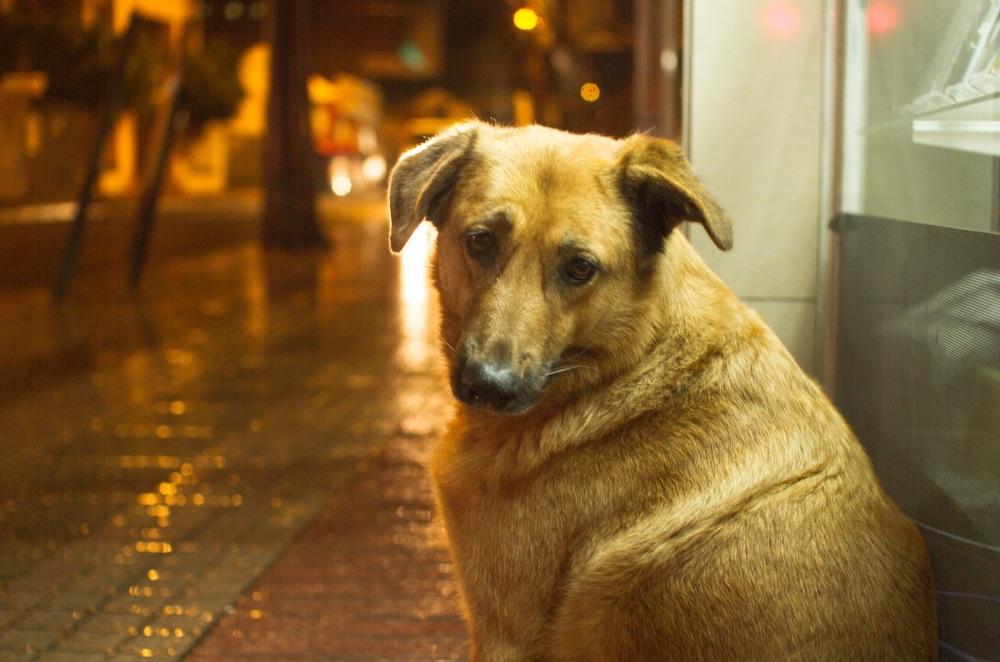 Exposição no carnaval traz riscos à saúde dos animais