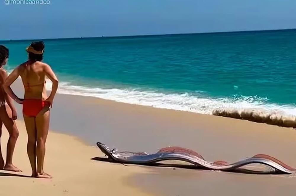 “Peixe do fim do mundo” encalha em praia e surpreende banhistas; vídeo 
